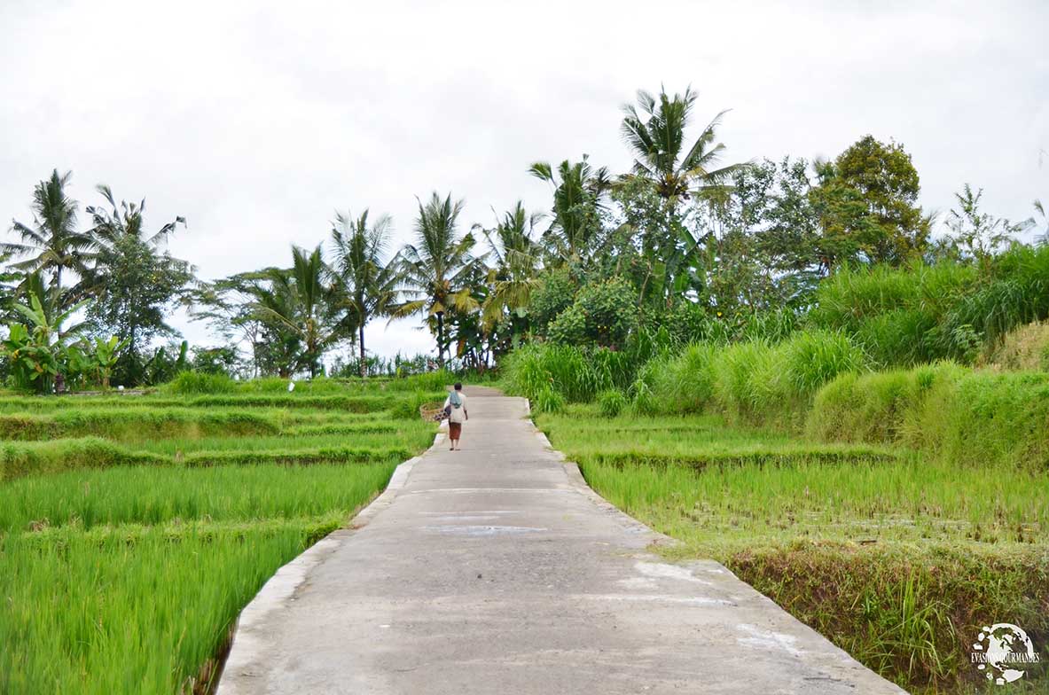 Rizières Bali