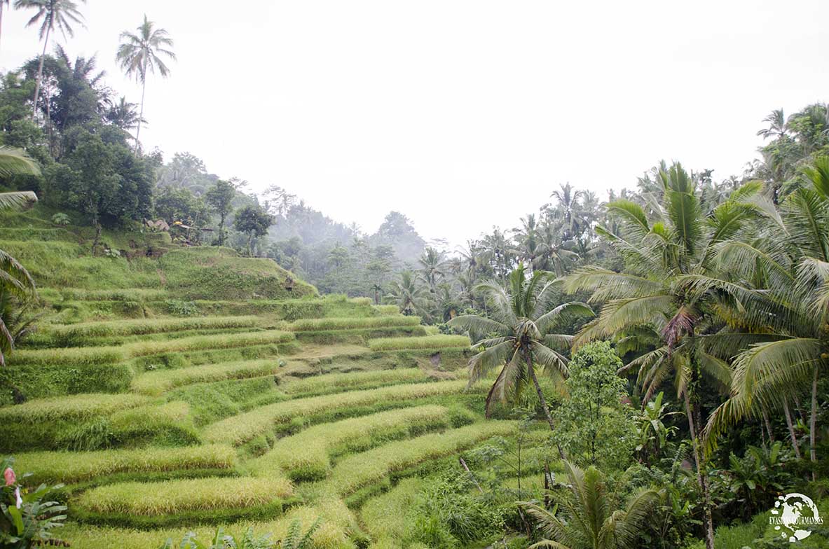 Rizières de Tegalalang