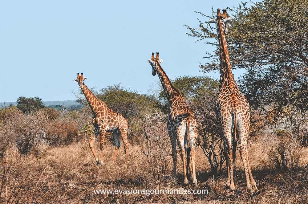 Safari au parc Kruger en Afrique du Sud