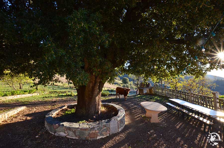 Chambre d'hôtes en Corse La Ventulella