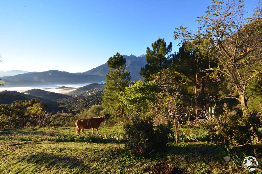 Chambre d'hôtes en Corse La Ventulella