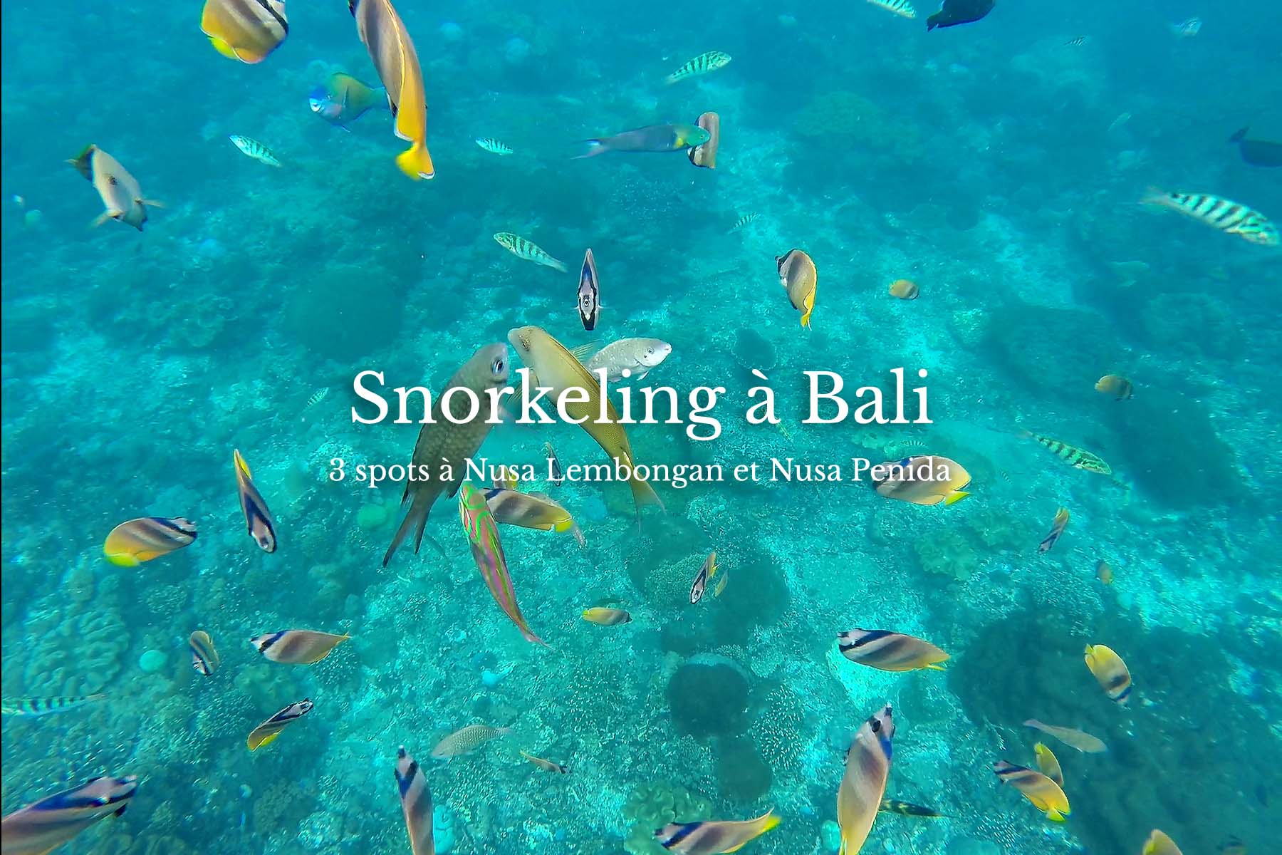 Snorkeling Bali