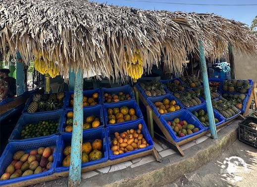 Fruits exotiques en Republique dominicaine