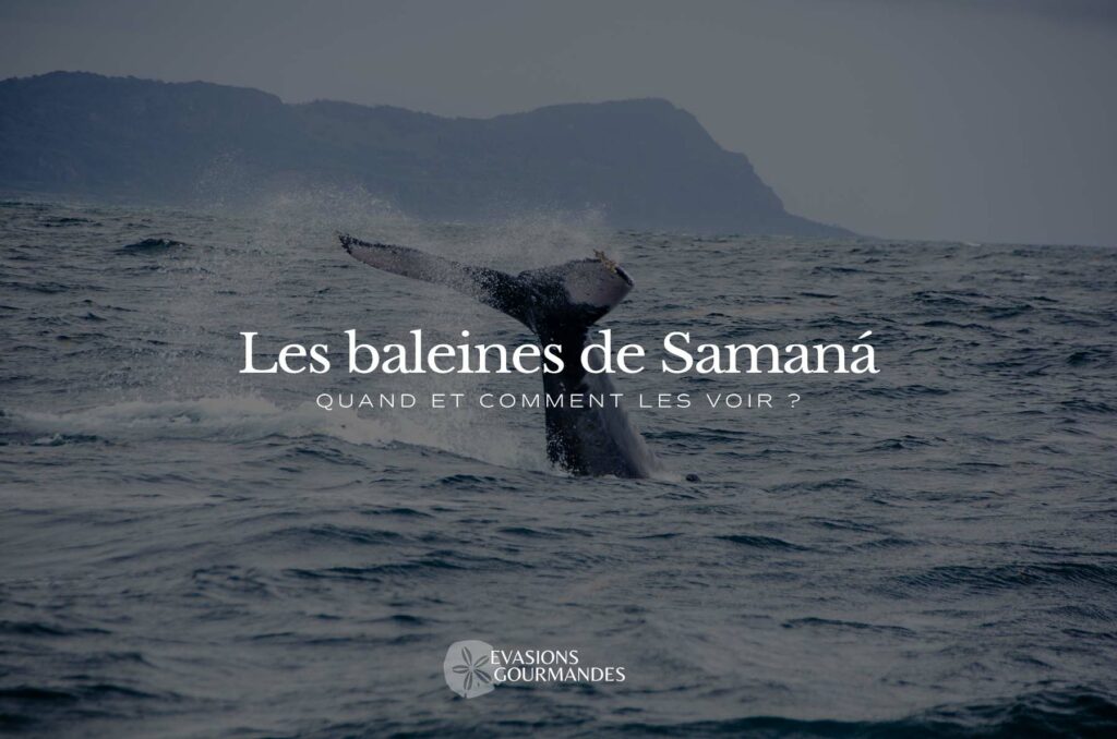 Baleines de Samana