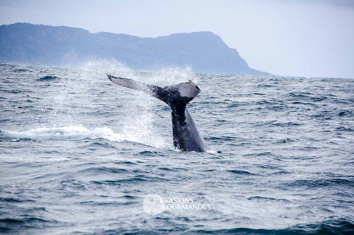baaleines-samana-las-terrenas-blog Baleines de Samana