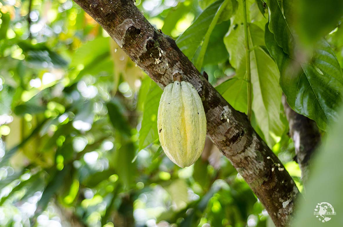 Cacao dominician