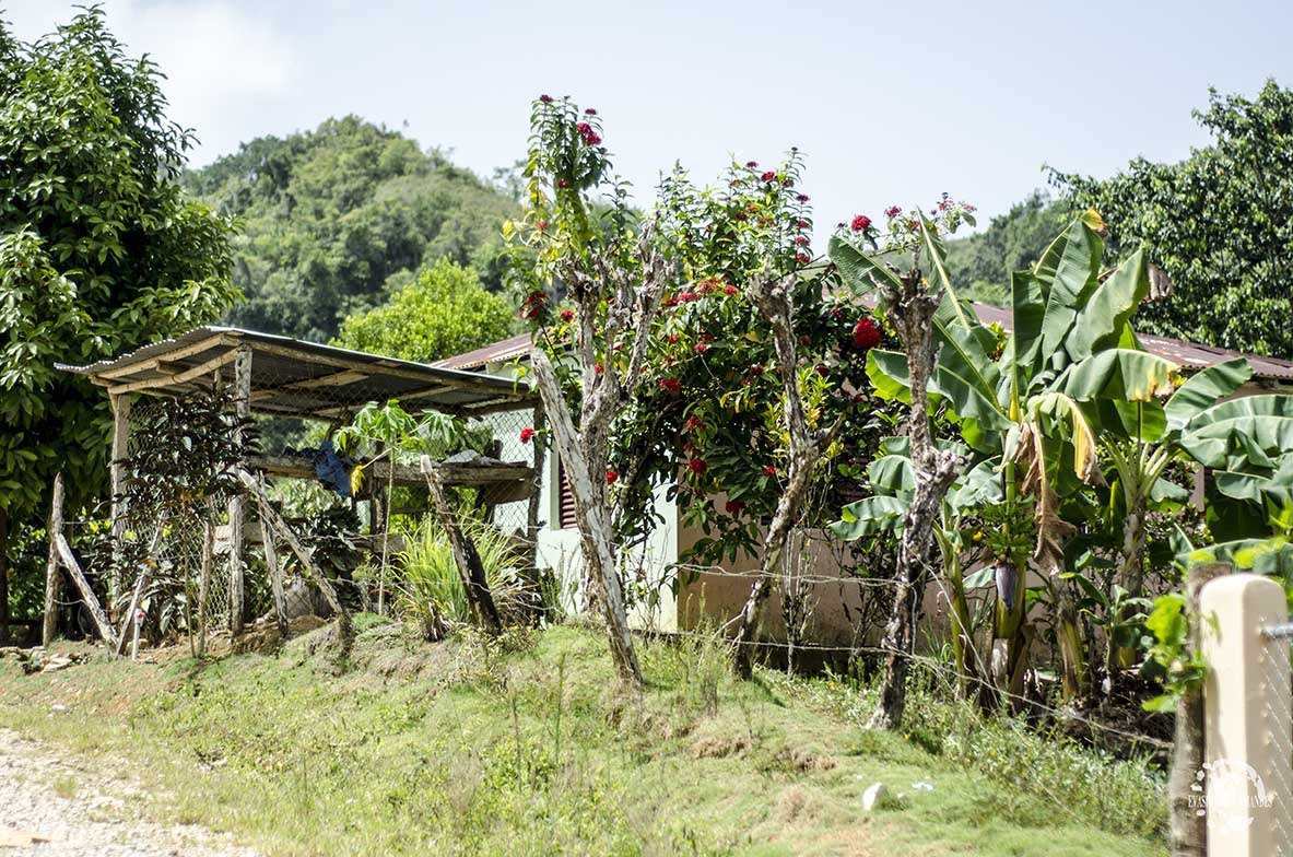 Route du Café Las Terrena