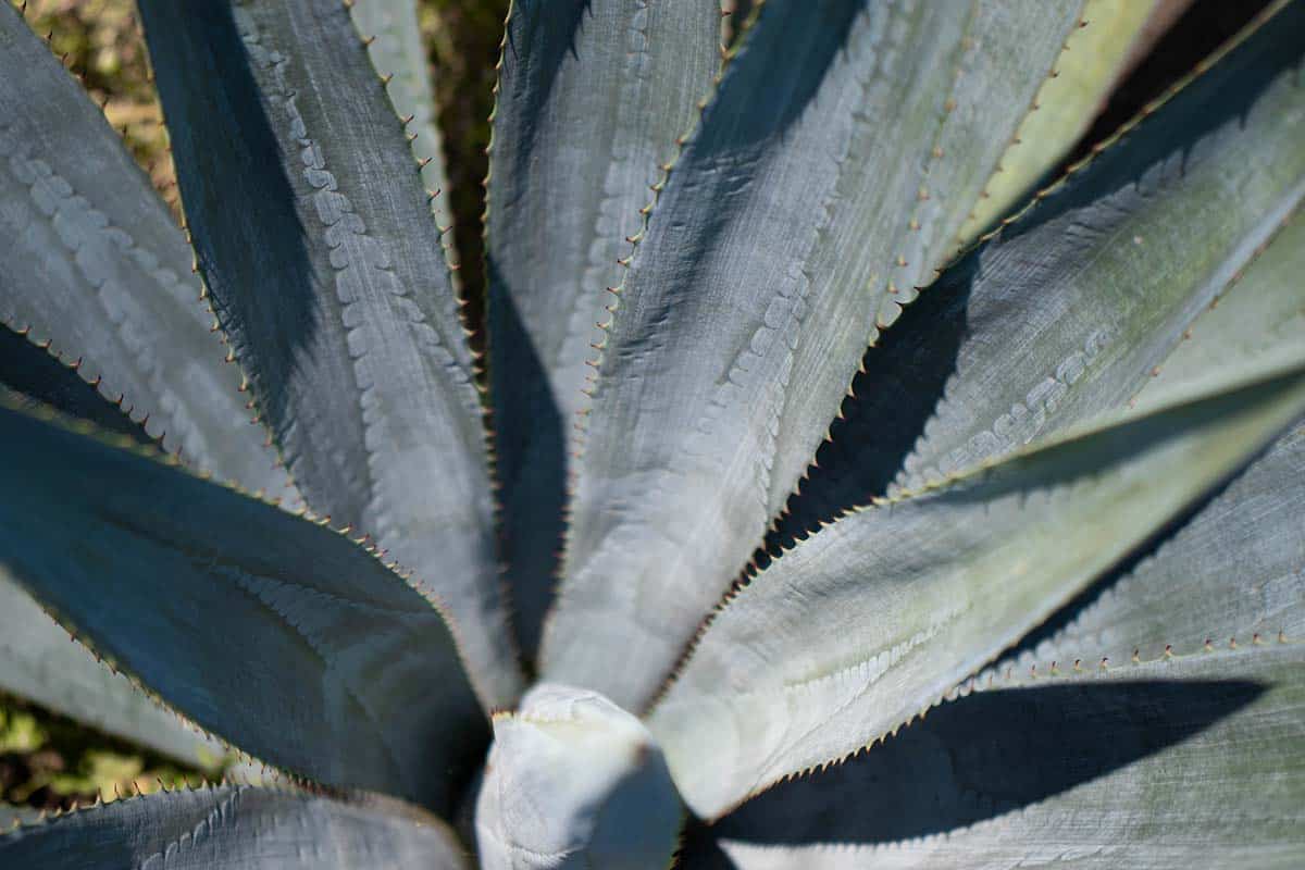 Agave