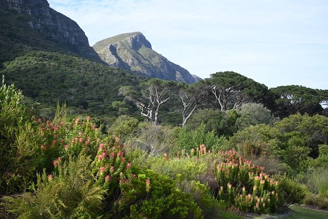 Kirstenbosch National Garden