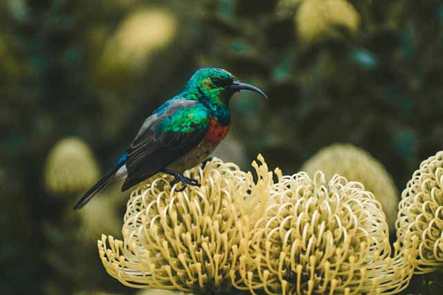 Kirstenbosch National Garden