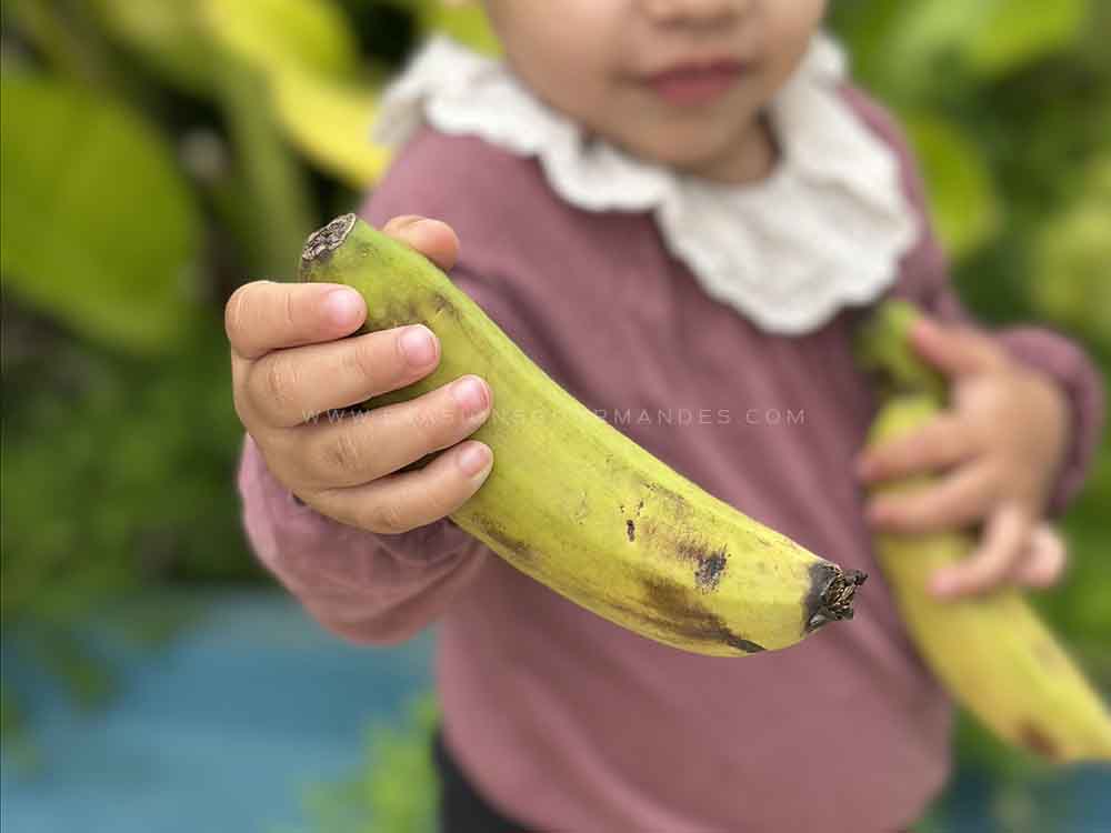 Bananes Aourir Maroc