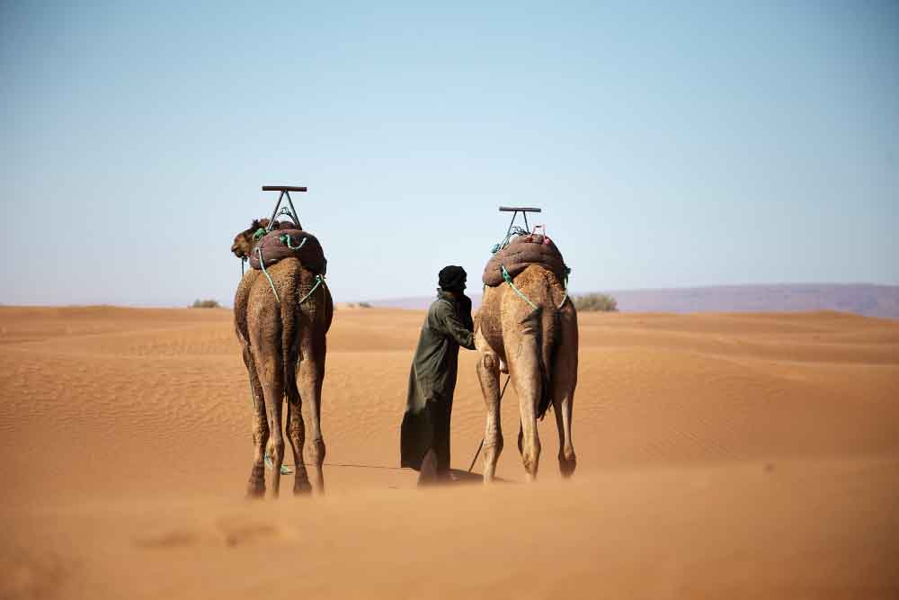 Balade chameau Agadir
