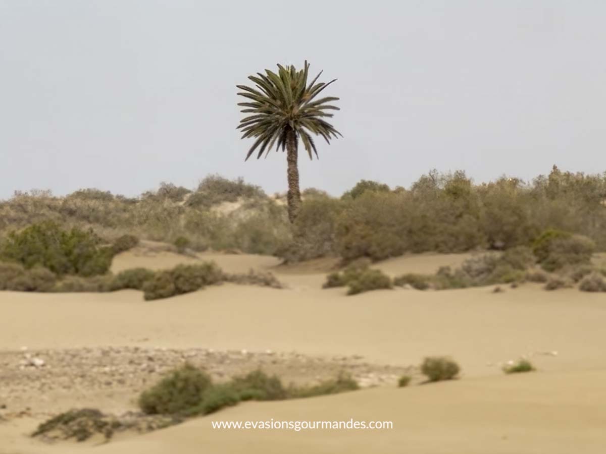 Dunes Maspalomas