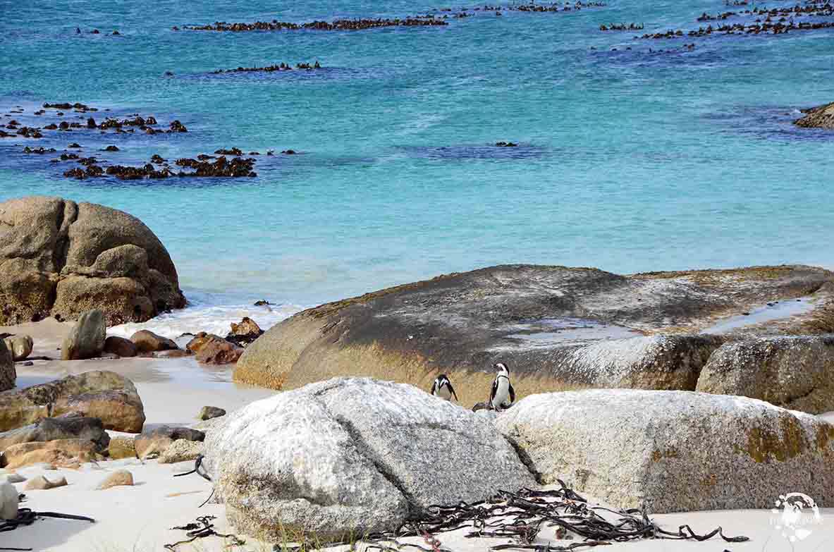 Boulders Beach