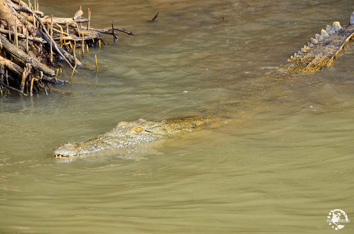 St Lucia Estuary