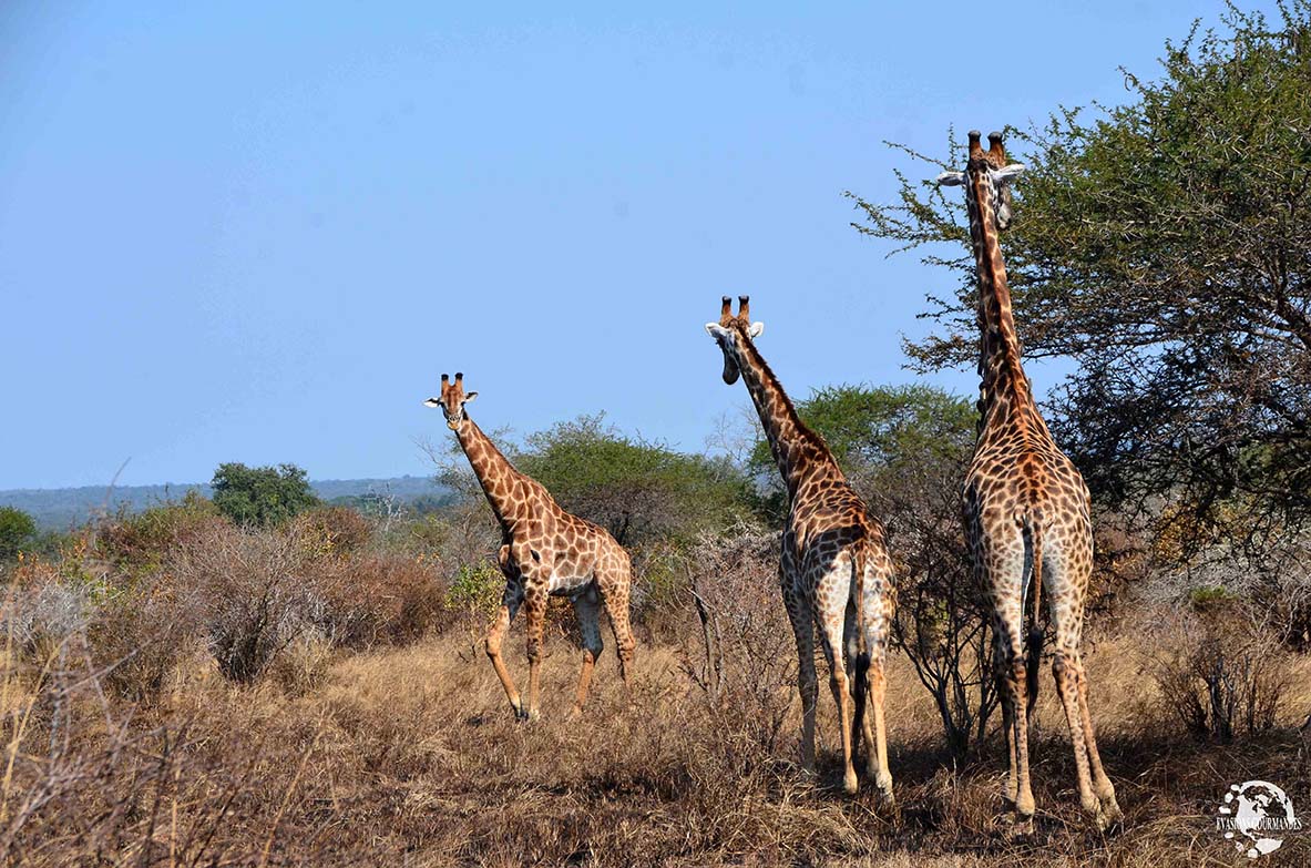 Afrique du Sud Safari