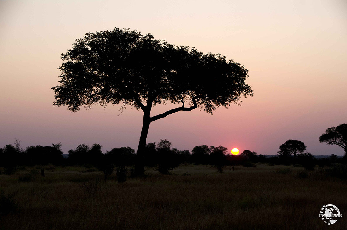 coucher de soleil savane