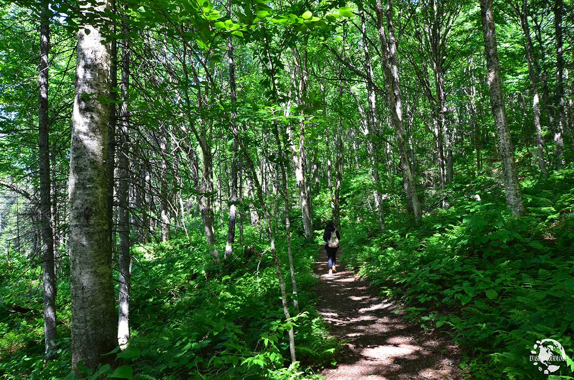 Parc National de la Jacques-Cartier