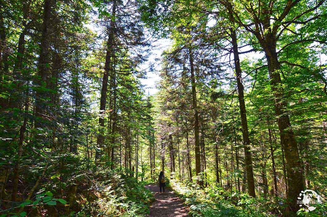 Parc National de la Jacques-Cartier