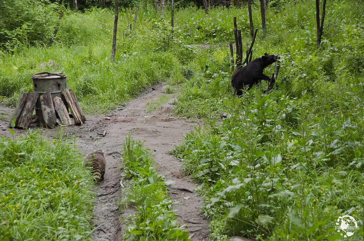 Observation de l'ours noirs au Québec