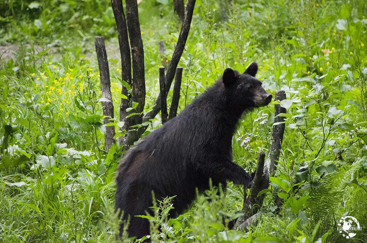 Observation de l'ours noirs au Québec