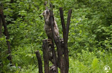 Observation de l'ours noirs au Québec