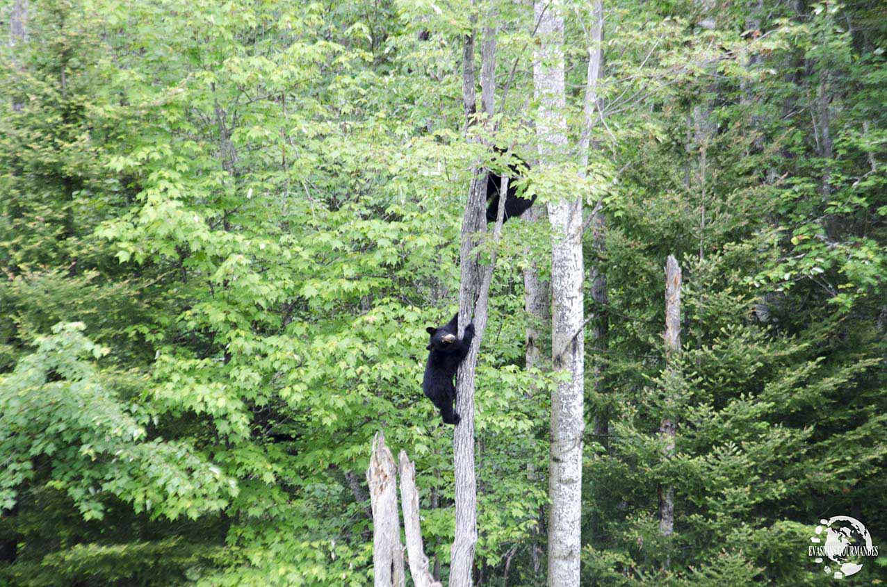 ours noirs au Québec
