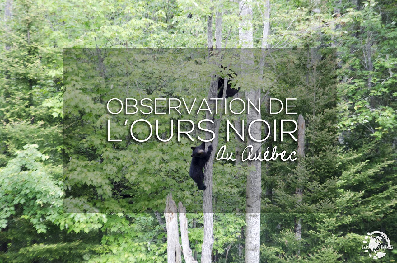Ours noir Québec