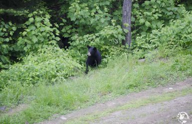 Observation de l'ours noirs au Québec