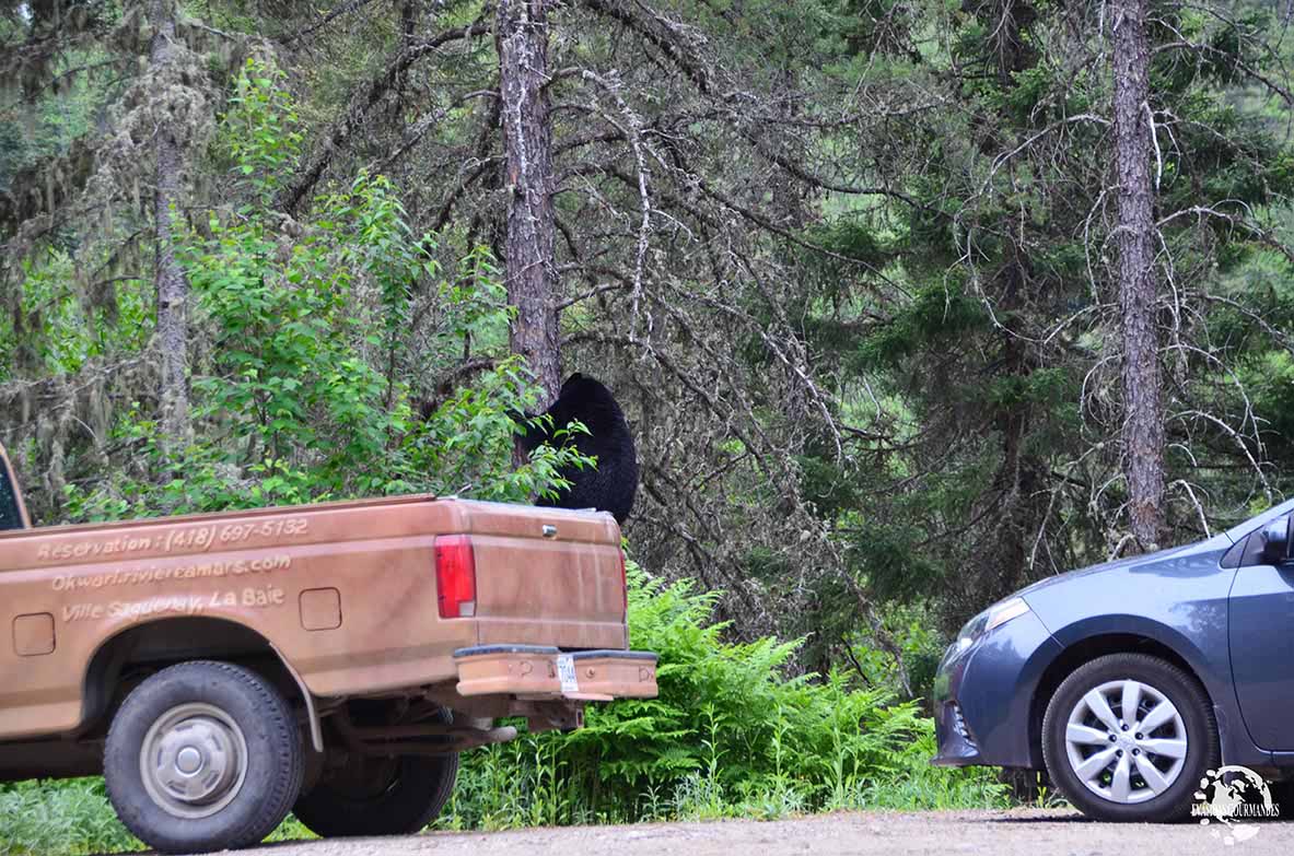 Observation de l'ours noirs au Québec