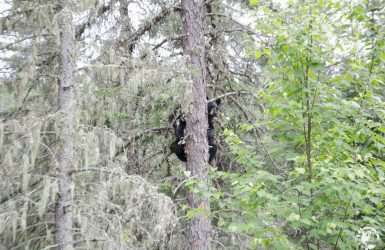 Observation de l'ours noirs au Québec