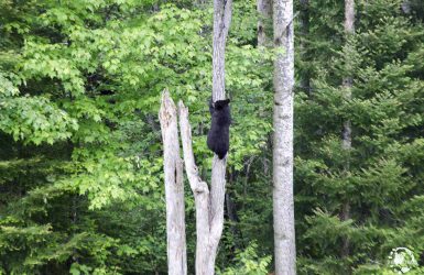 Observation de l'ours noirs au Québec