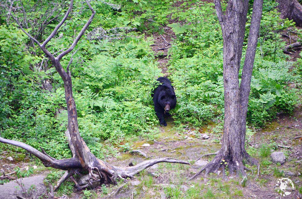 ours noirs au Québec