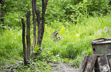 Observation de l'ours noirs au Québec