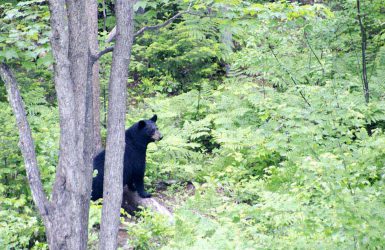 Observation de l'ours noirs au Québec