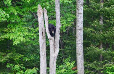 Observation de l'ours noirs au Québec