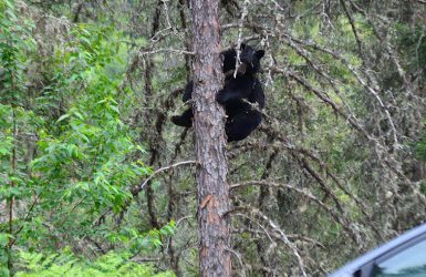 Observation de l'ours noirs au Québec