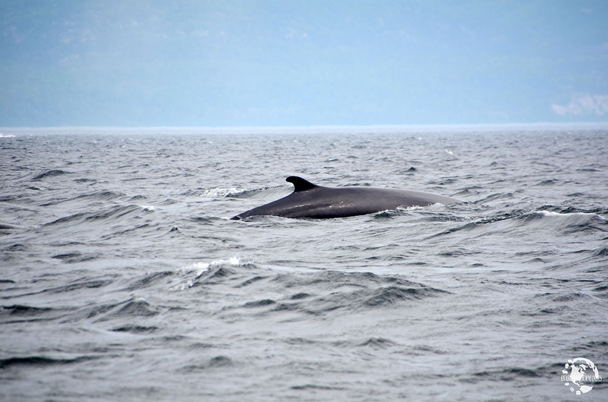 zodiac baleine Tadoussac