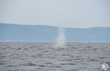 zodiac baleine Tadoussac