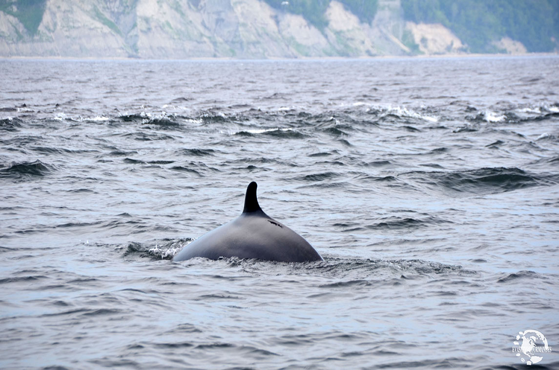 zodiac baleine Tadoussac