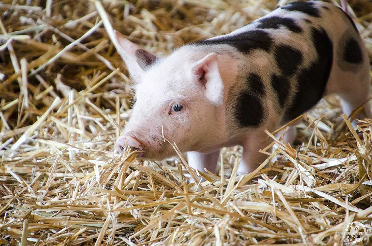 Ferme du Petit Mont