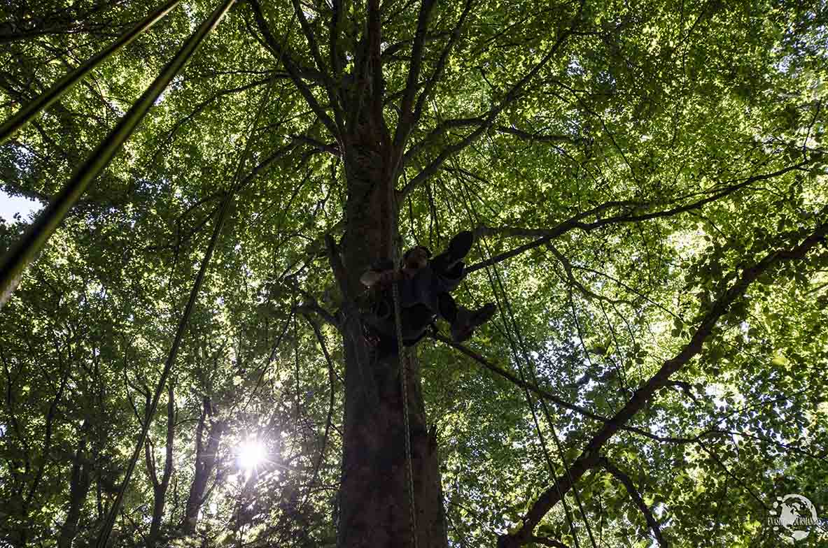 Grimpe dans les arbres