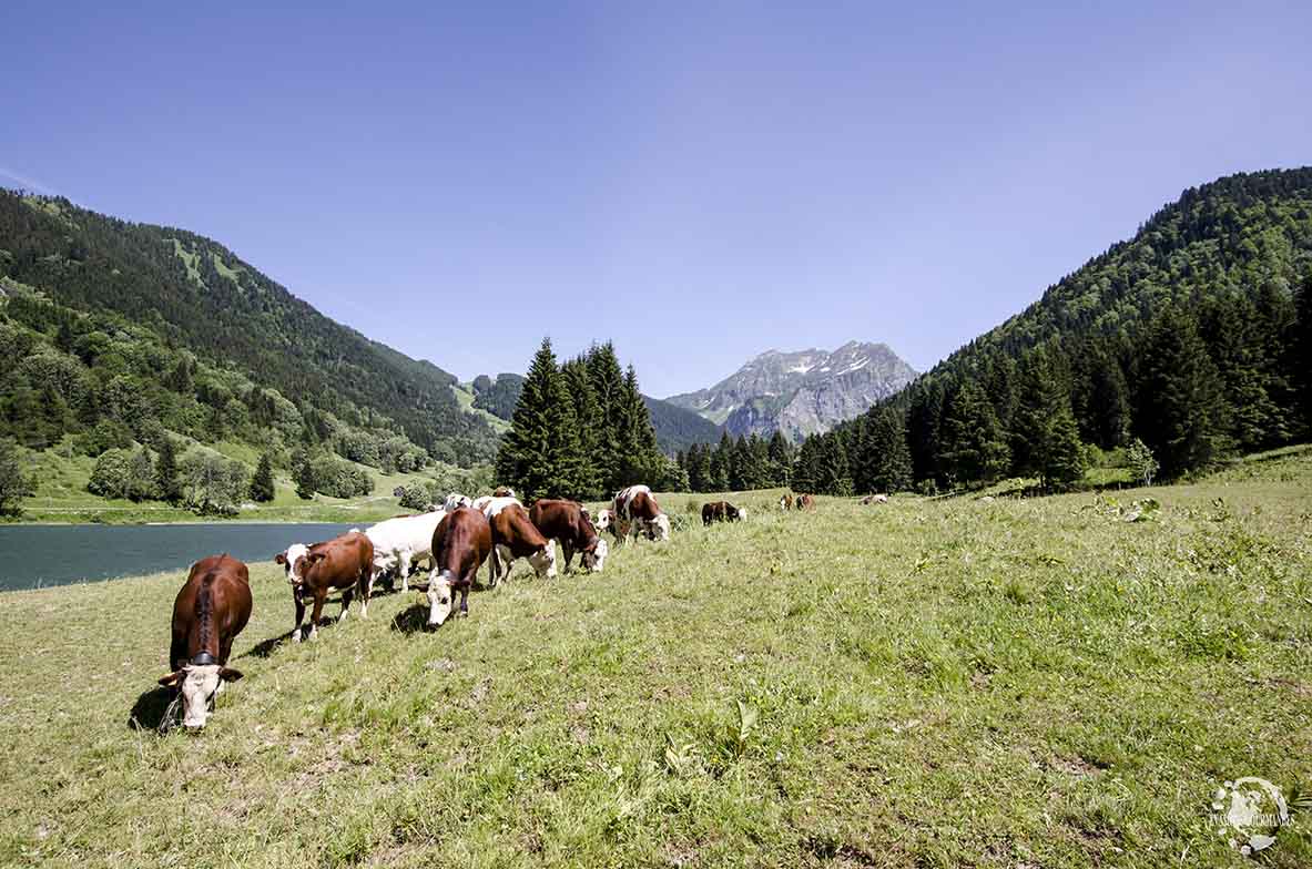 Lac de Vallon