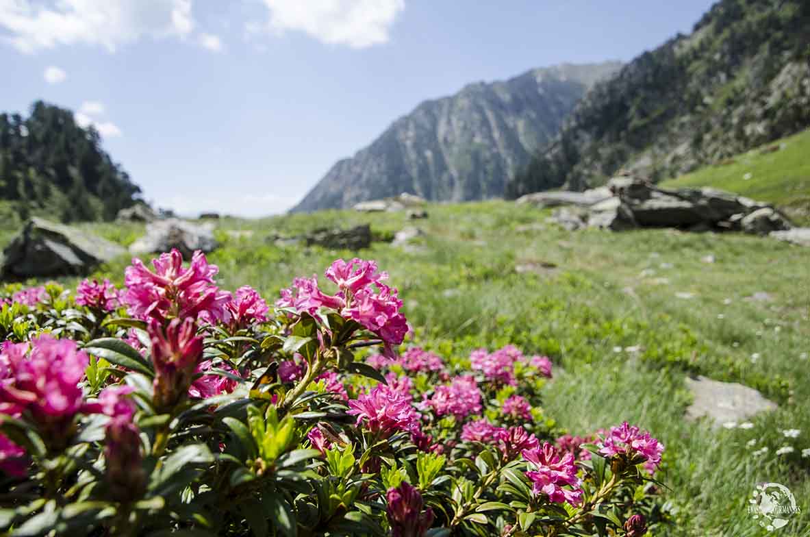 Pla de l'Estany