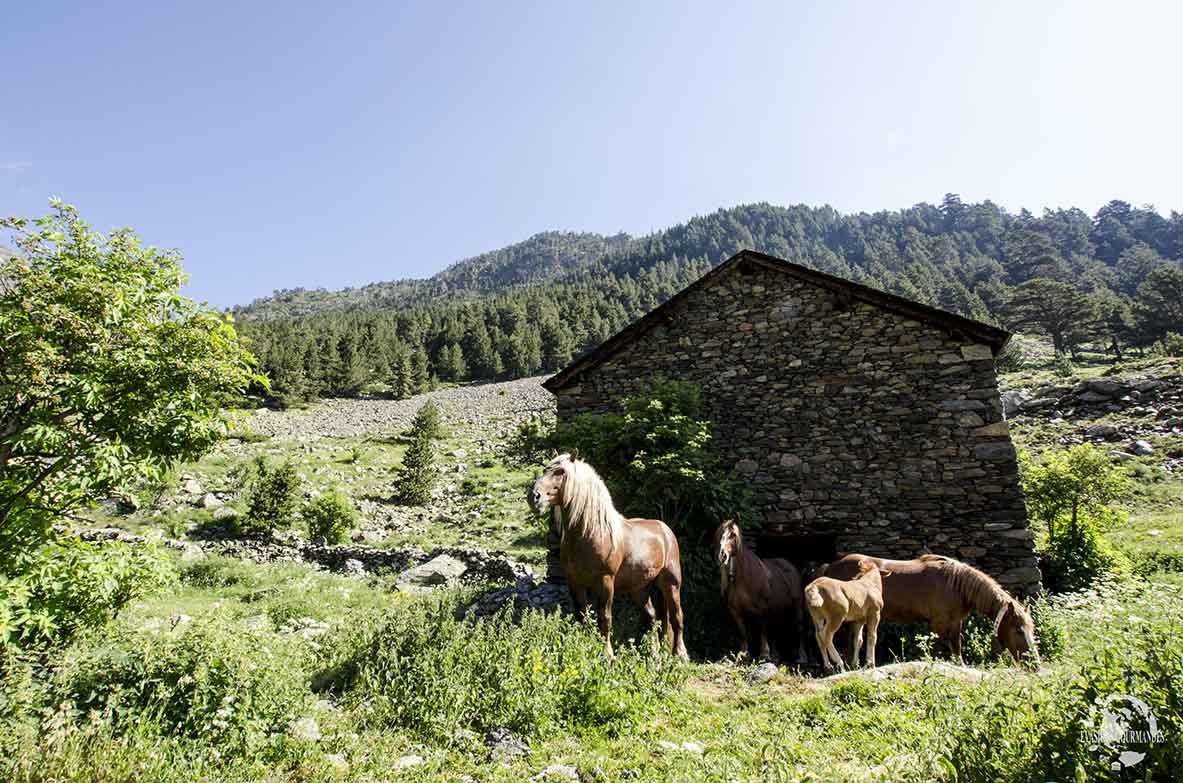 Pla de l'Estany