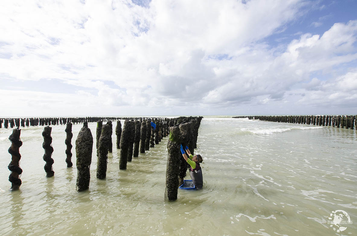 Plage de Quend