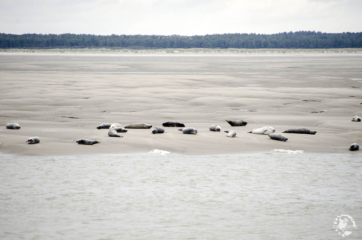 Phoques Baie de Somme