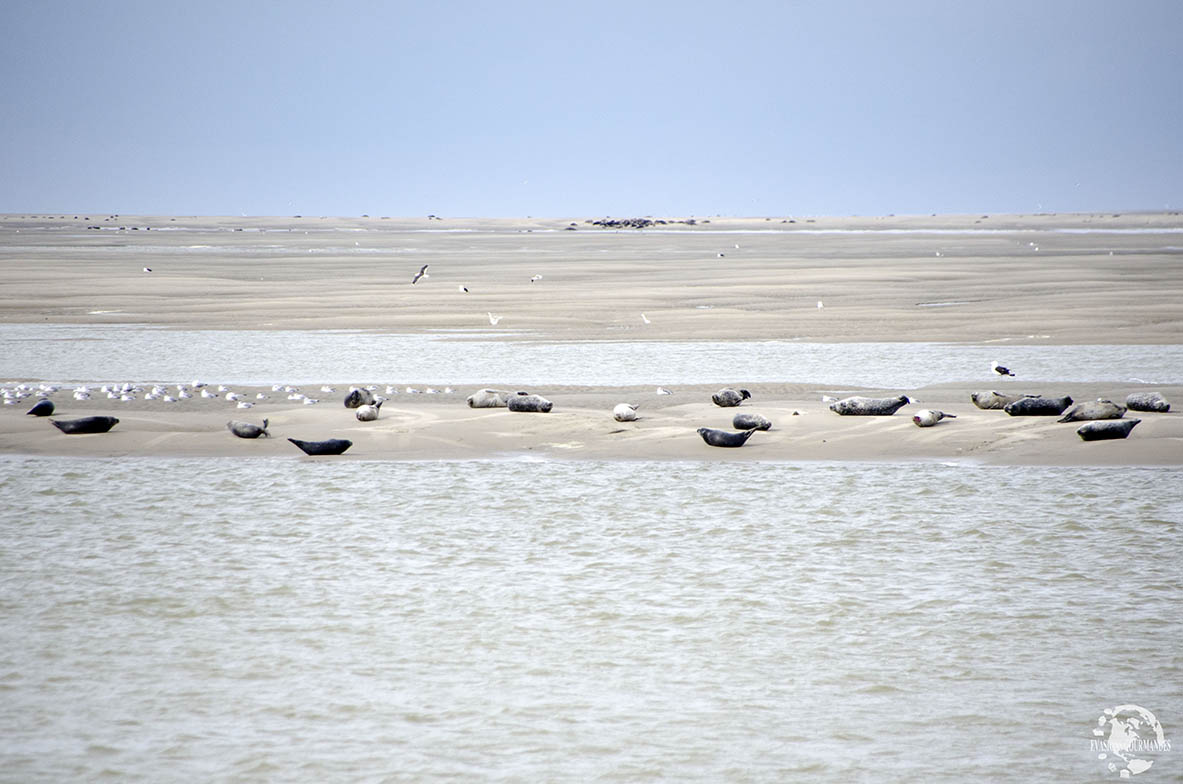 Phoques Baie de Somme