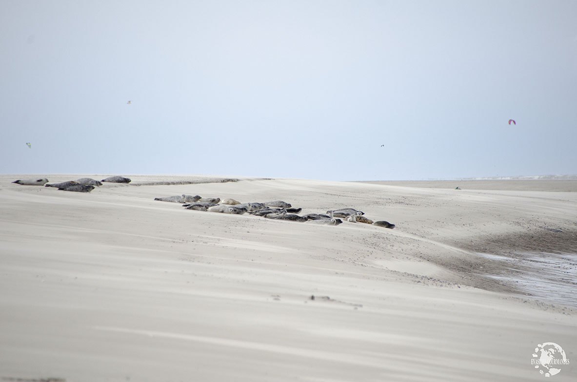 Phoques Baie de Somme