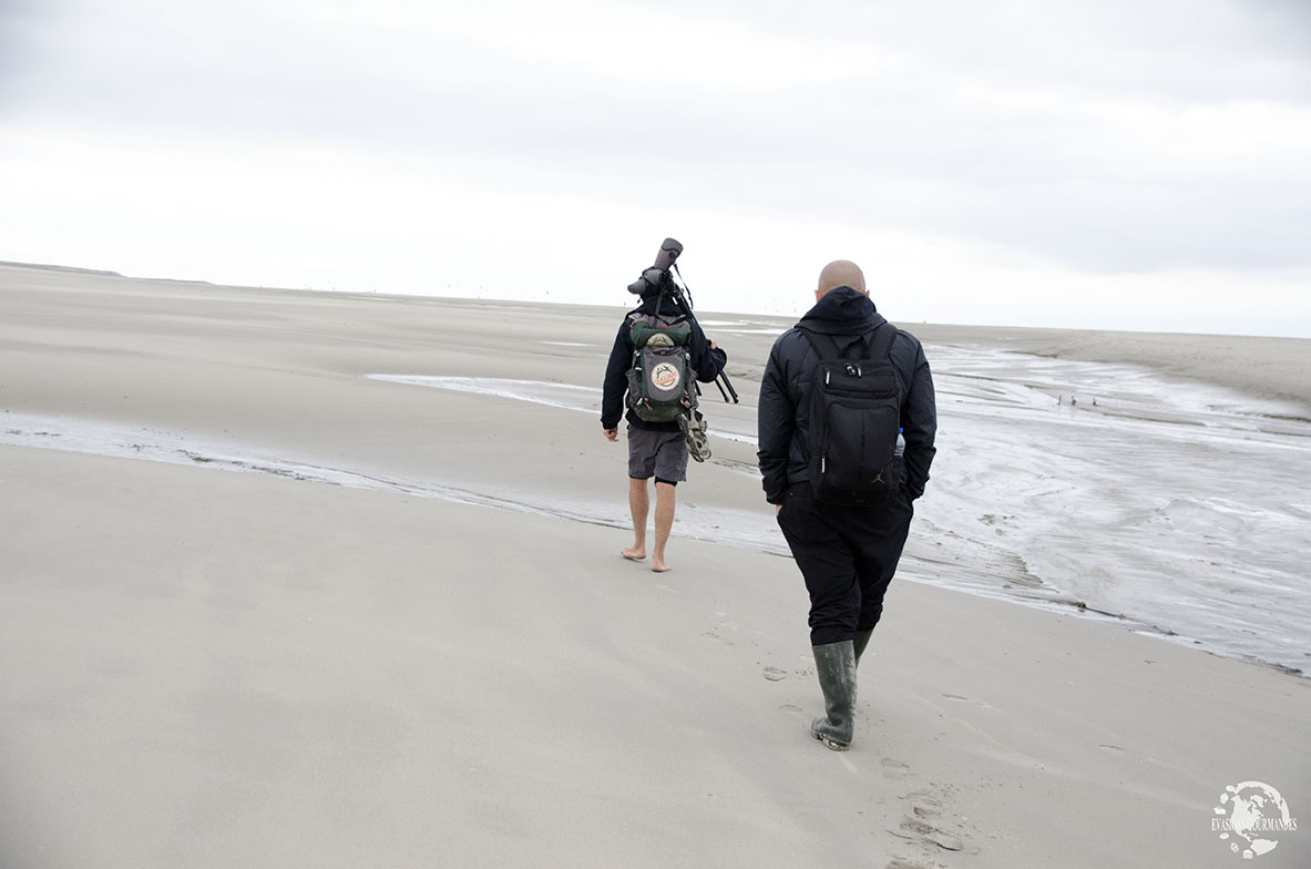 Observation de phoques Baie de Somme